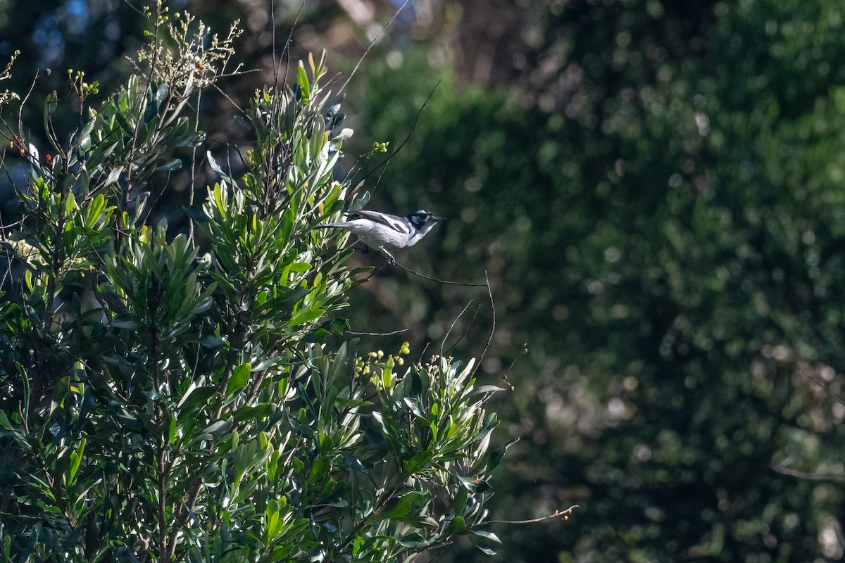 White-eared Monarch - ML641838047