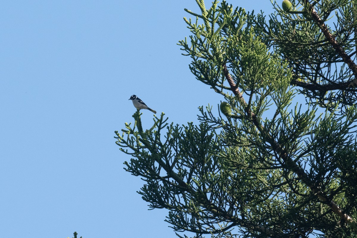 White-eared Monarch - ML641838048