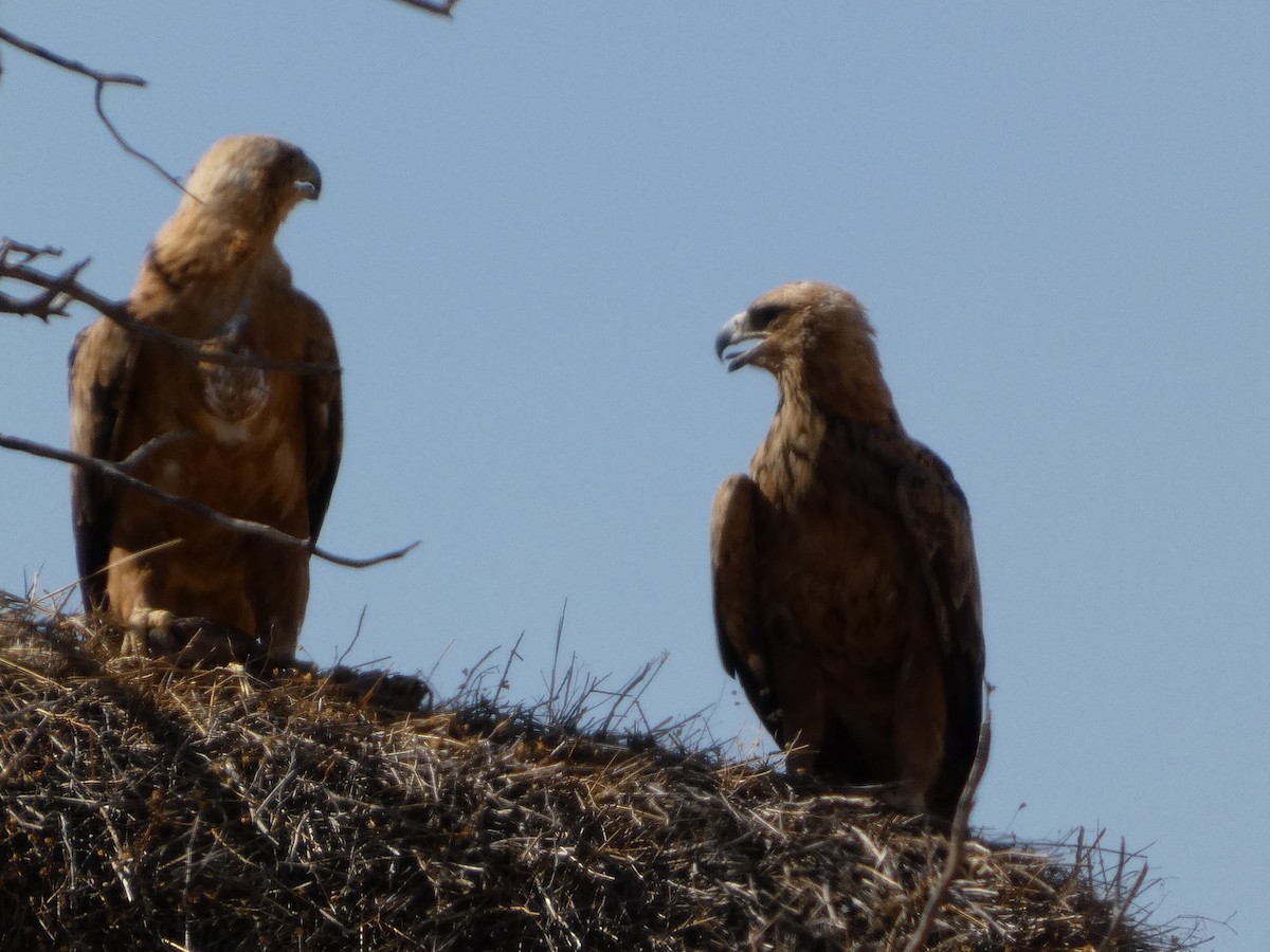 Tawny Eagle - ML641838063