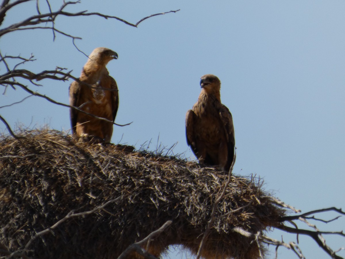 Tawny Eagle - ML641838064