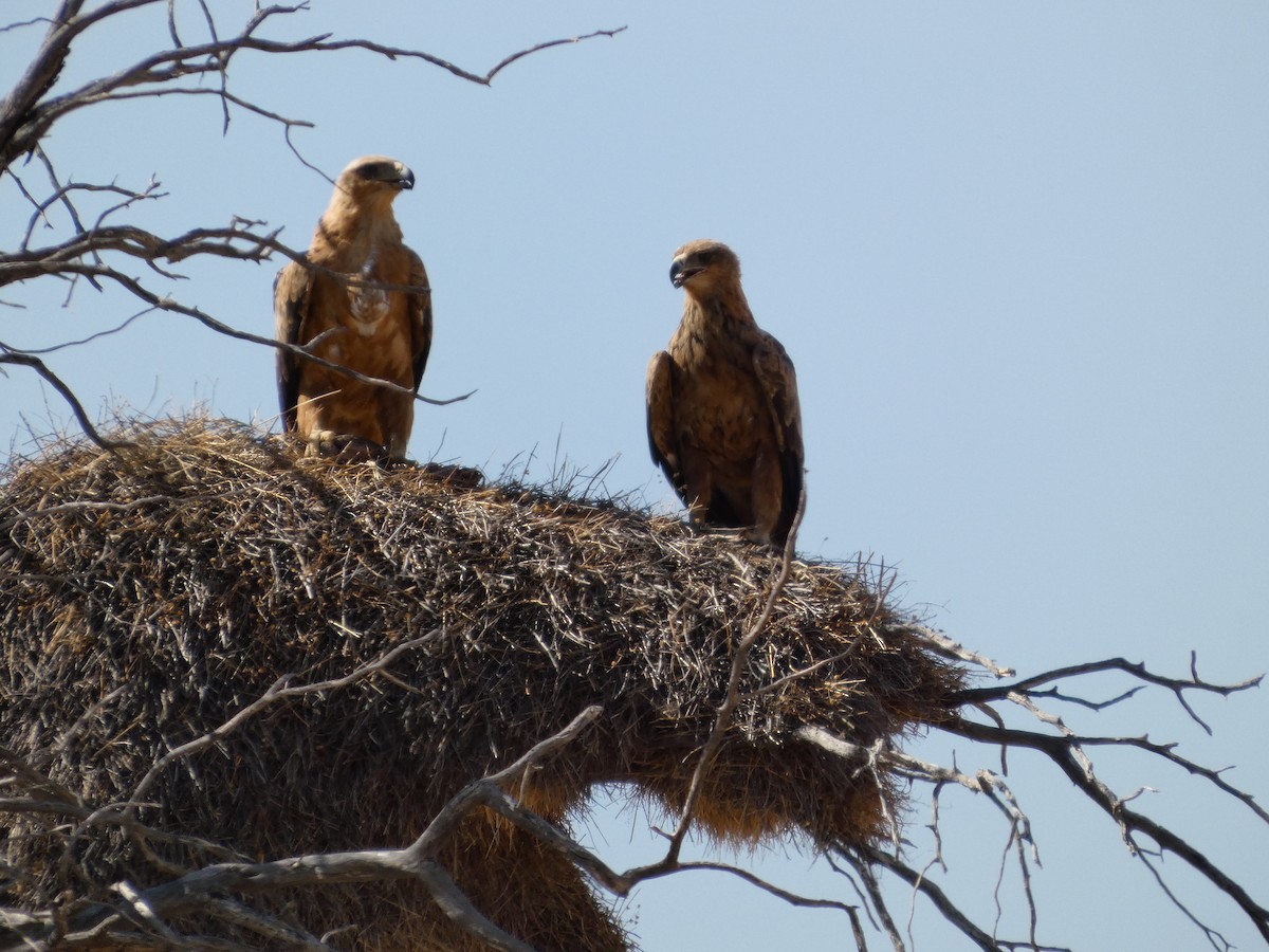 Tawny Eagle - ML641838065