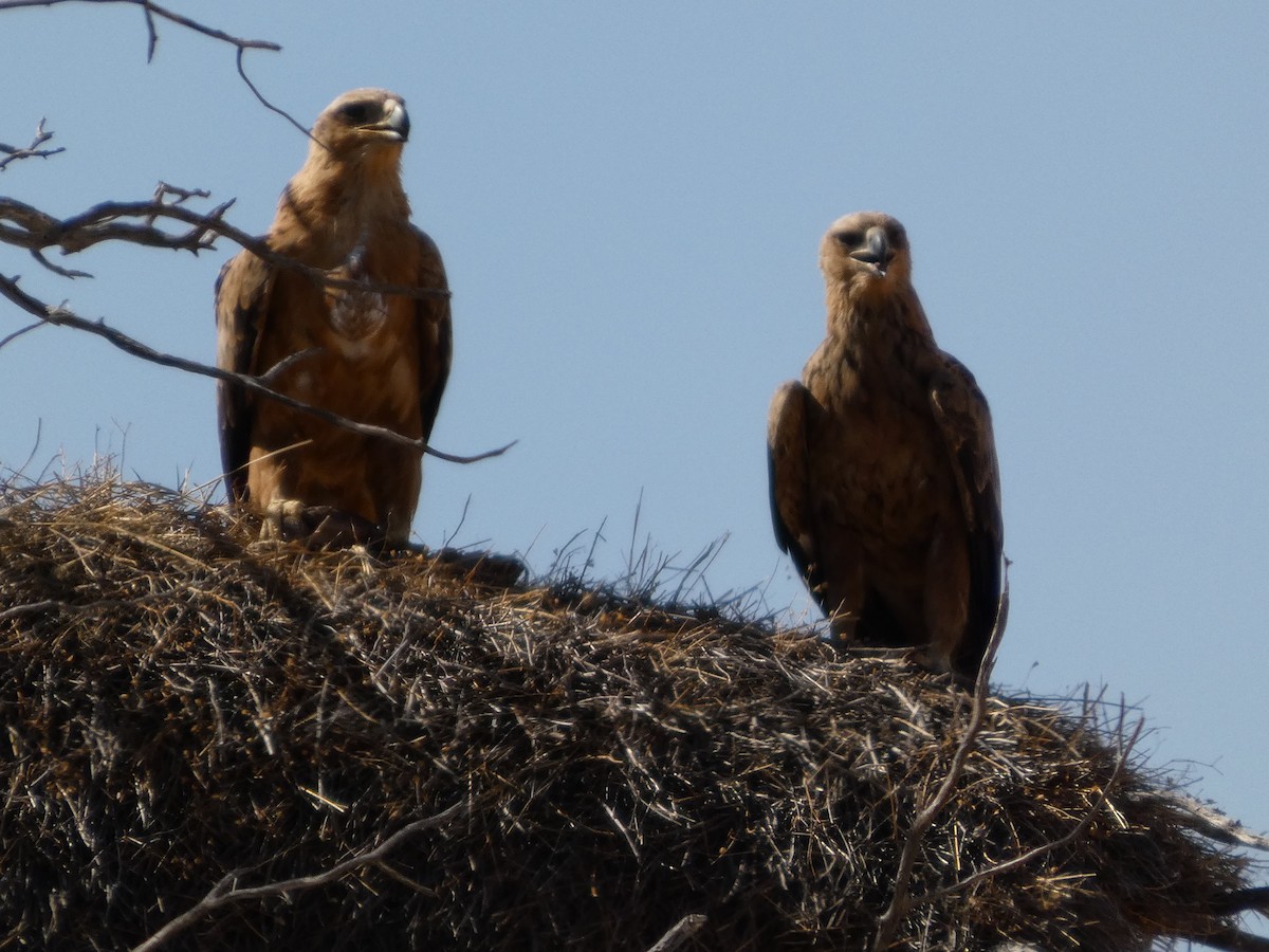 Tawny Eagle - ML641838066