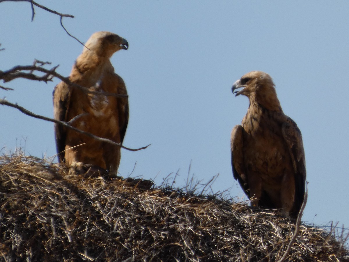 Tawny Eagle - ML641838067