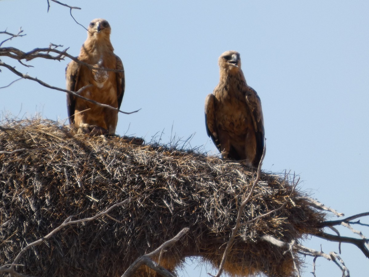 Tawny Eagle - ML641838068