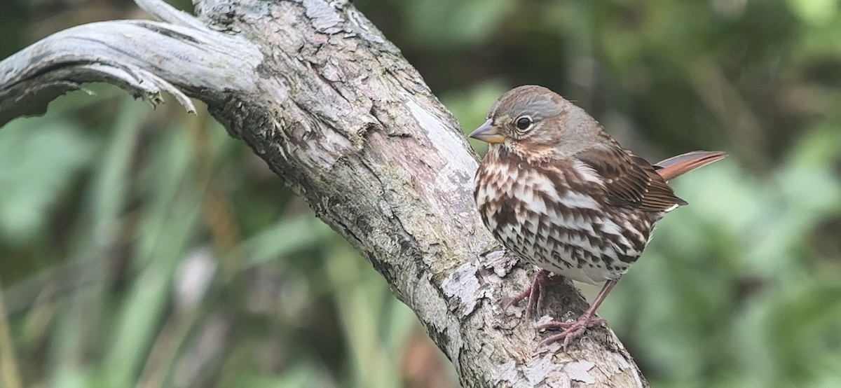 Fox Sparrow (Red) - ML641838091