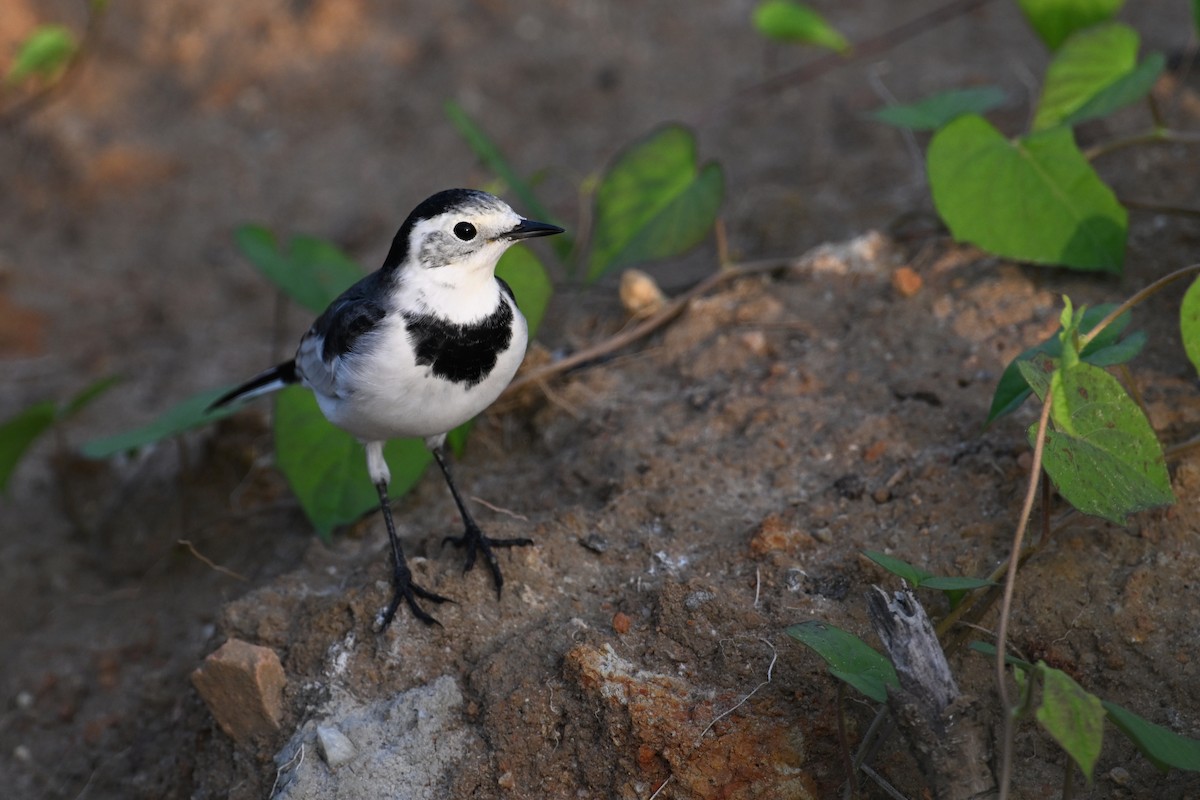 White Wagtail (Chinese) - ML641838102