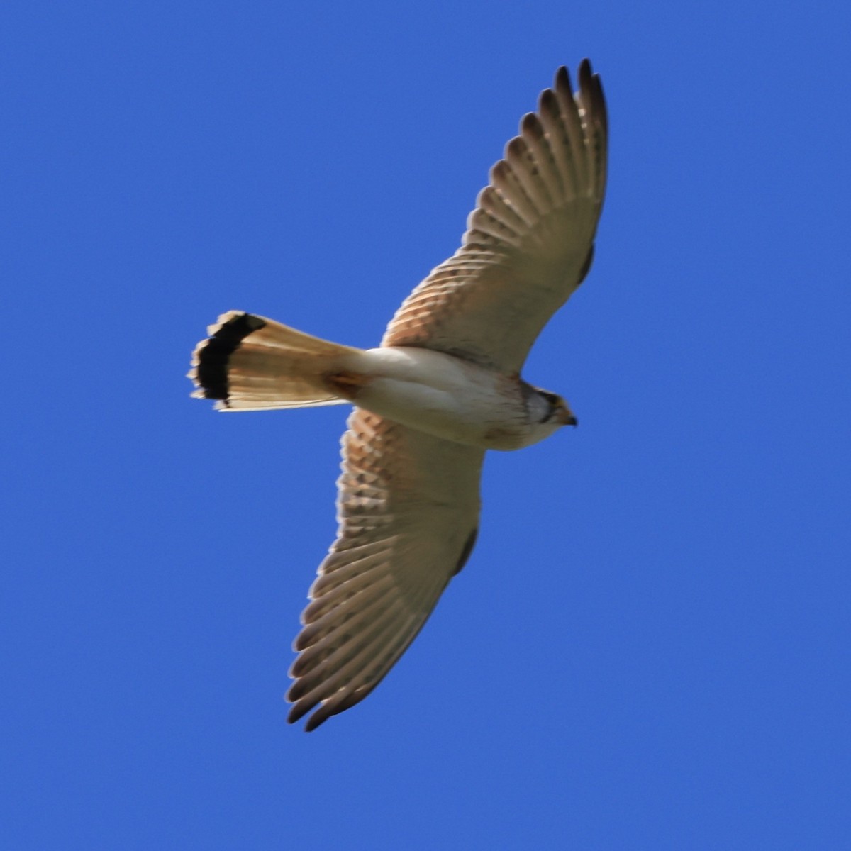 Nankeen Kestrel - ML641838106