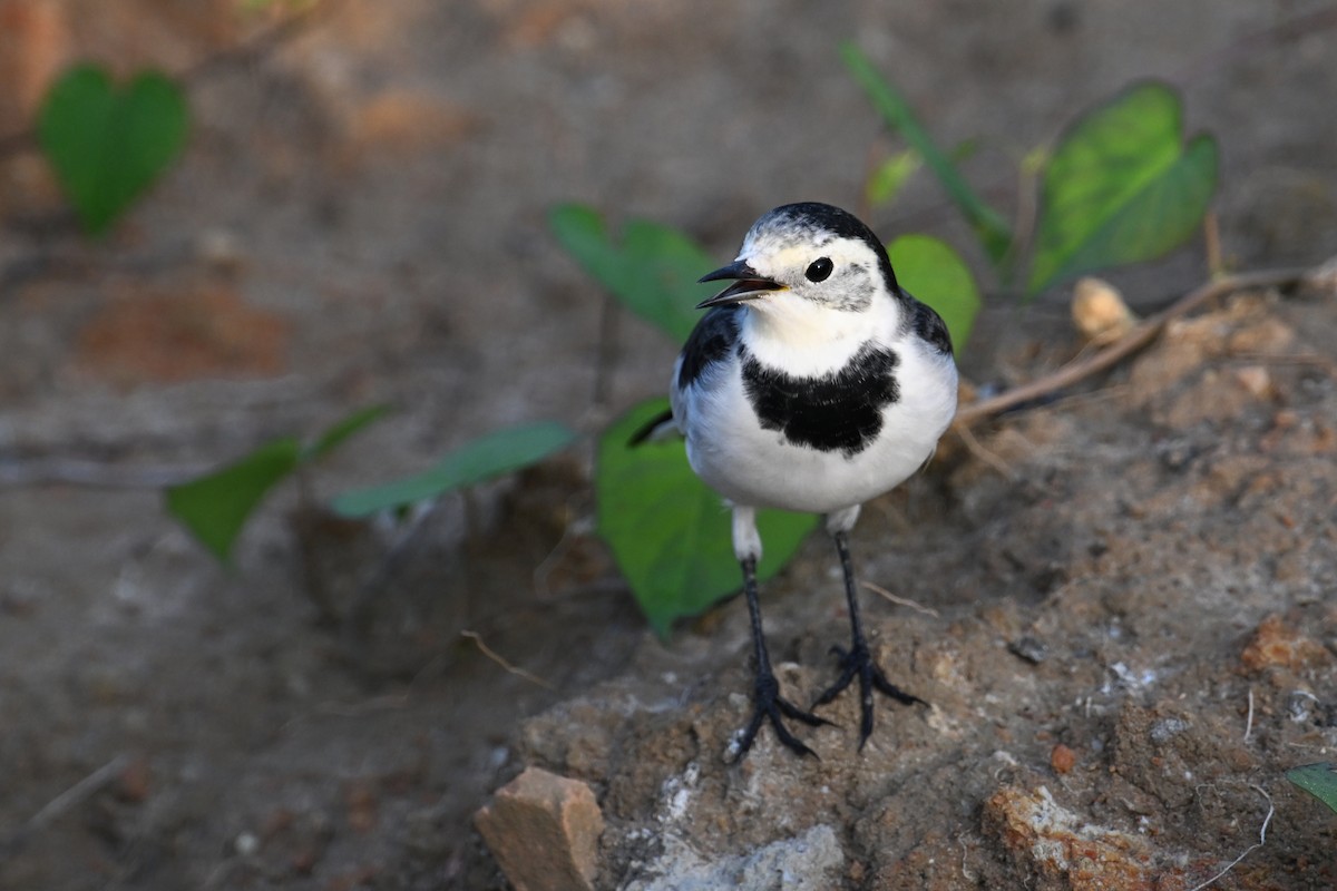 White Wagtail (Chinese) - ML641838107