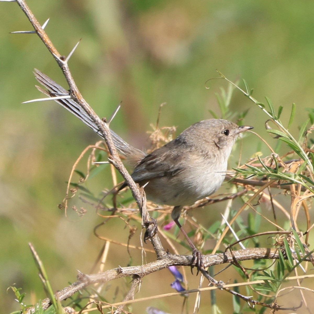 White-winged Fairywren - ML641838113