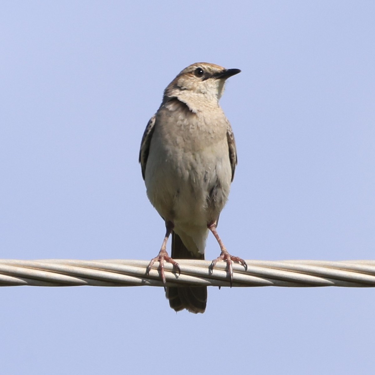 Rufous Songlark - ML641838132