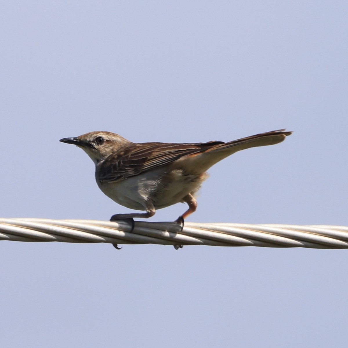 Rufous Songlark - ML641838133