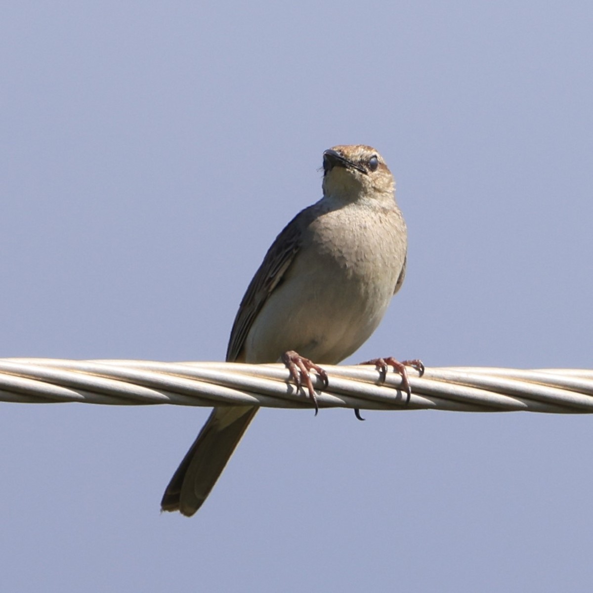 Rufous Songlark - ML641838134