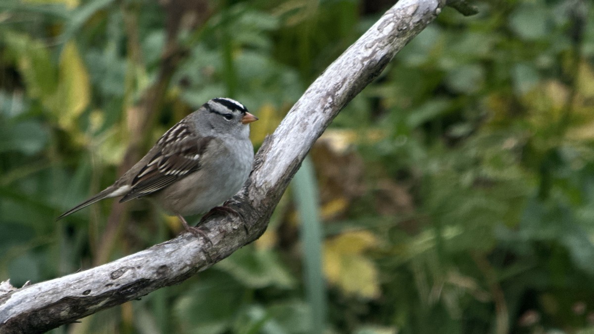 White-crowned Sparrow (Gambel's) - ML641838149