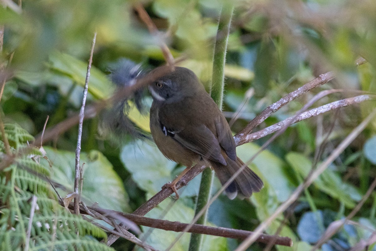 White-browed Scrubwren (Buff-breasted) - ML641838199