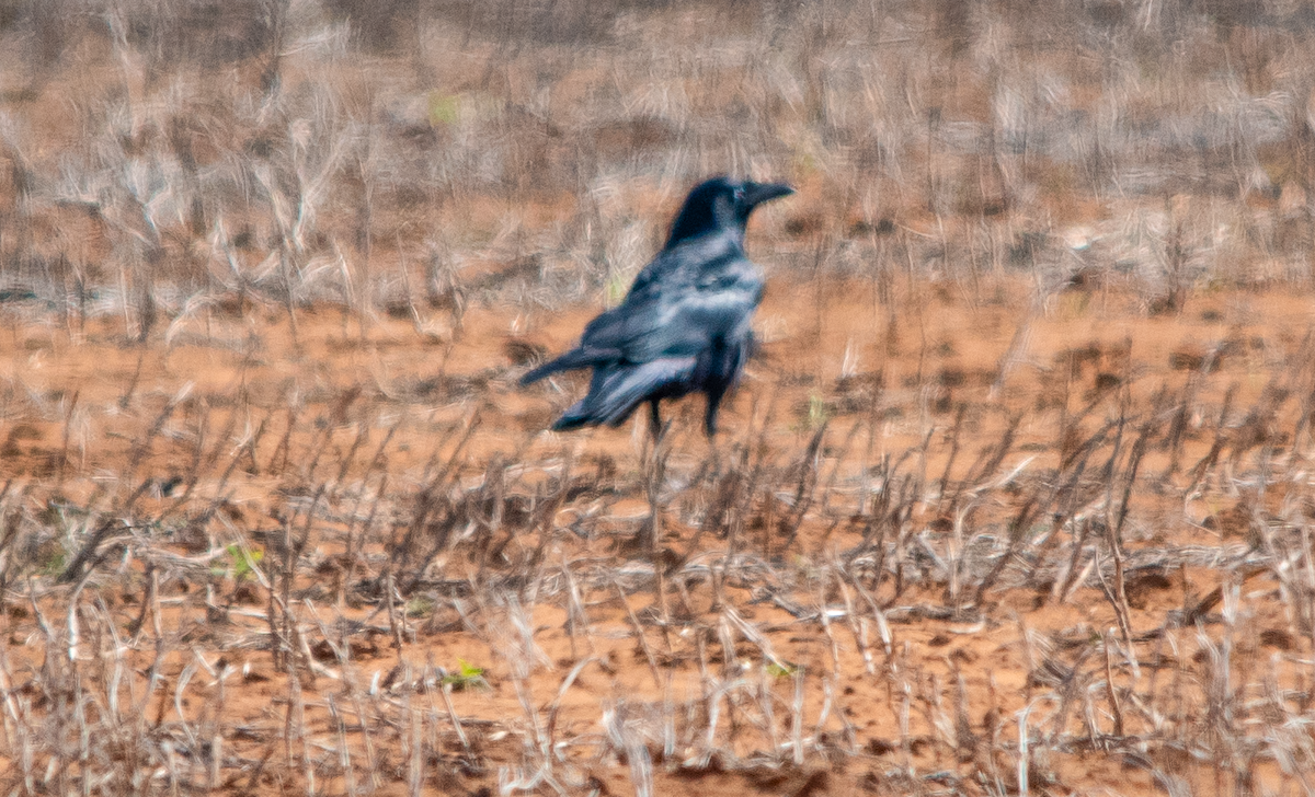 Torresian Crow - ML641838206