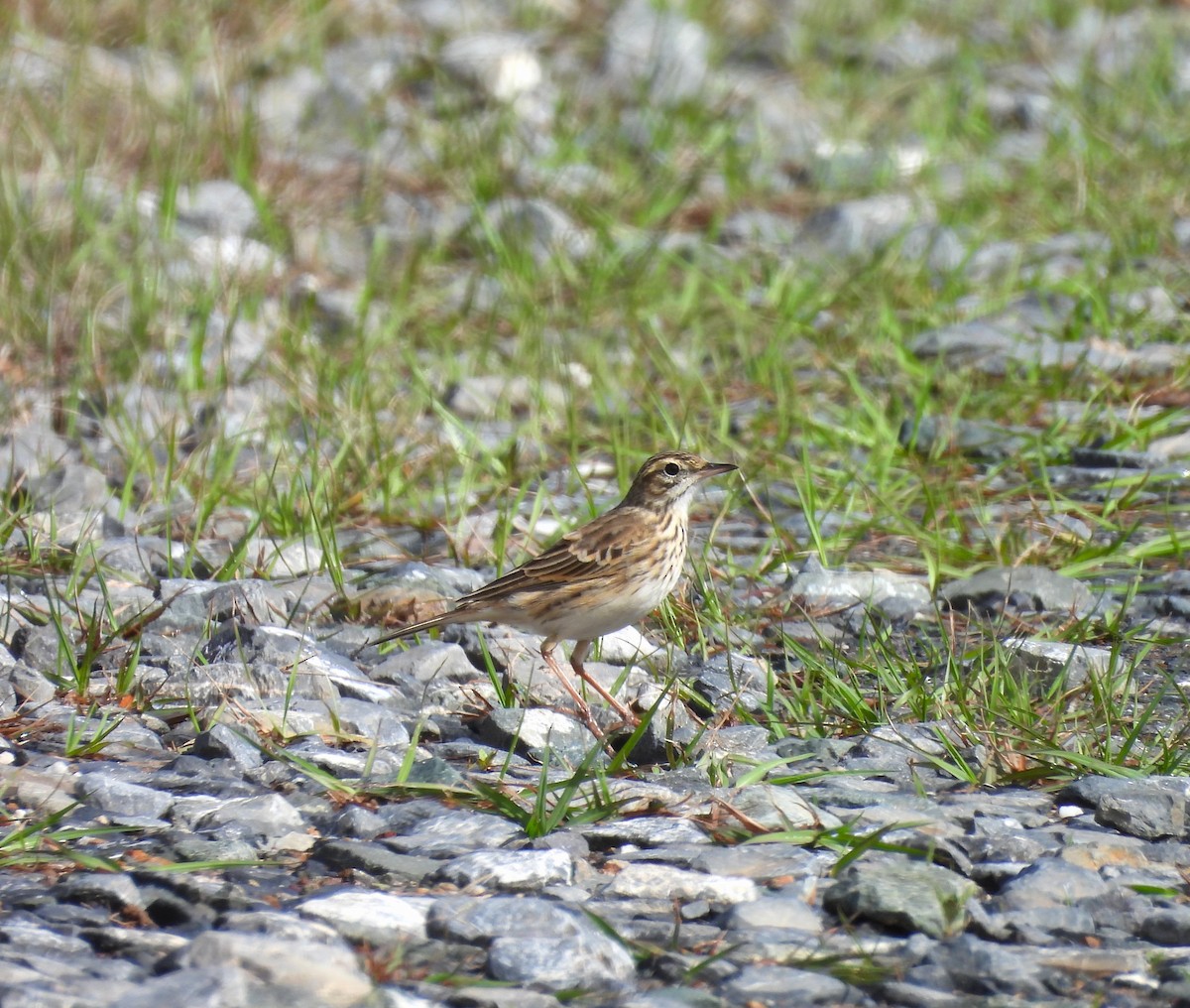 Australian Pipit - ML641838228