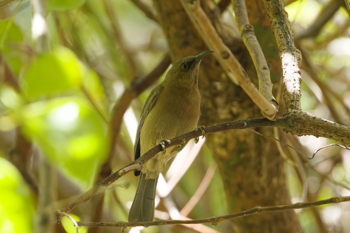 コゲチャミツスイ - ML641838235