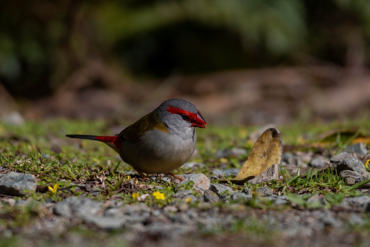 フヨウチョウ - ML641838246