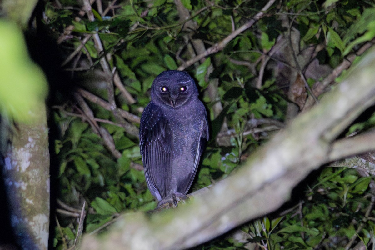 sotslørugle (tenebricosa/arfaki) - ML641838260