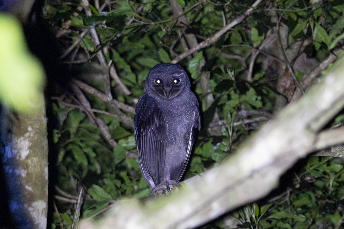 sotslørugle (tenebricosa/arfaki) - ML641838262