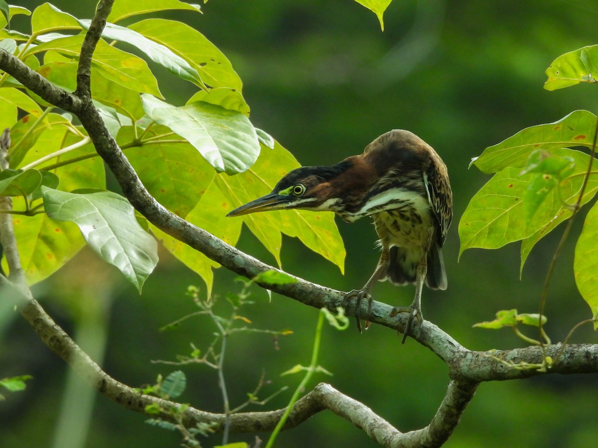 Green Heron - ML641838268