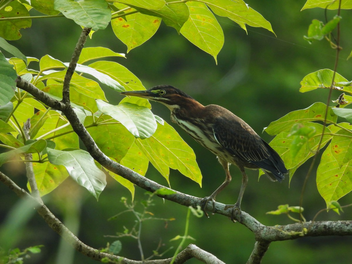 Green Heron - ML641838269