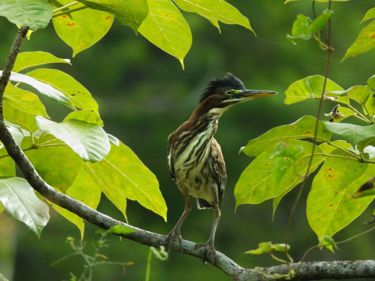 Green Heron - ML641838270