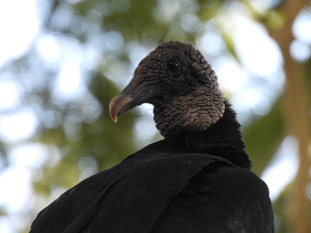 Black Vulture - ML641838274