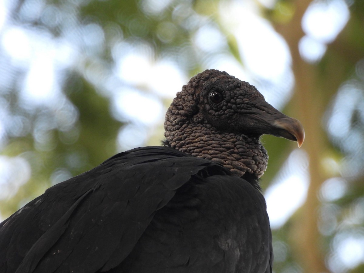 Black Vulture - ML641838275