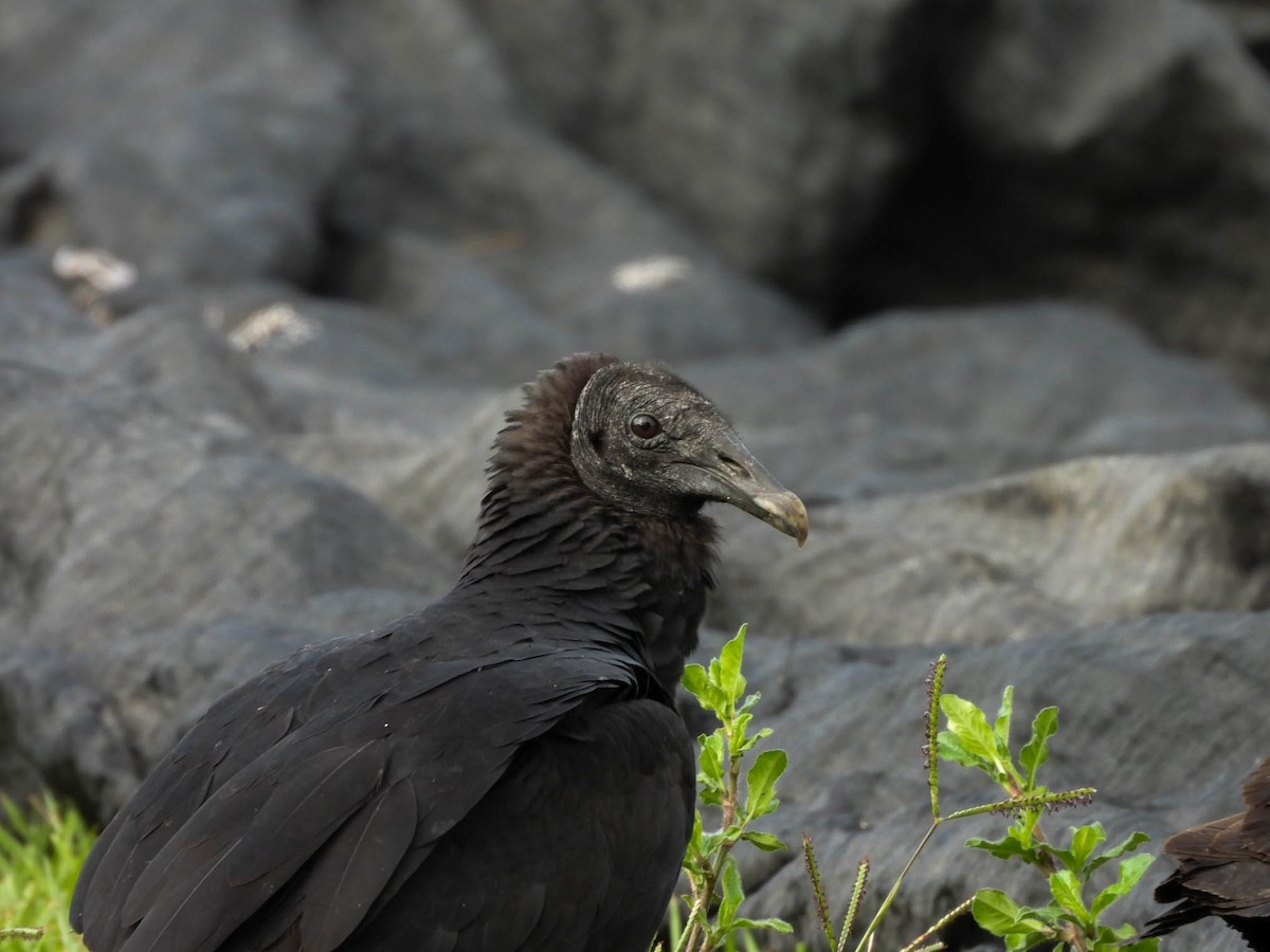 Black Vulture - ML641838276