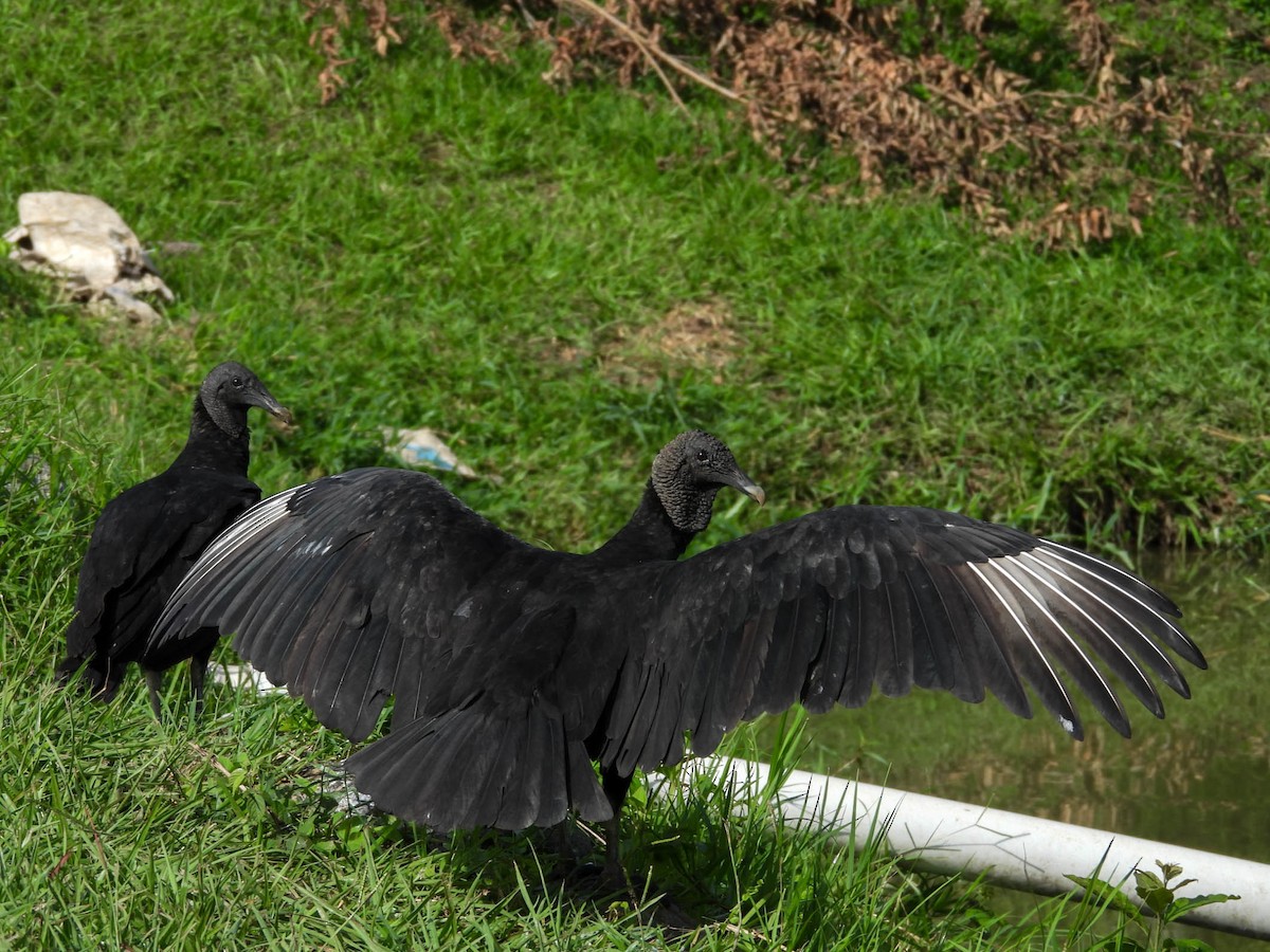 Black Vulture - ML641838278