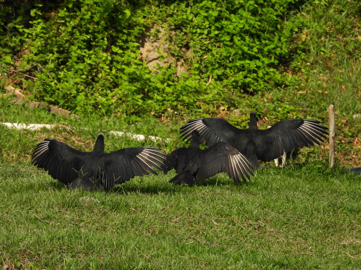 Black Vulture - ML641838279