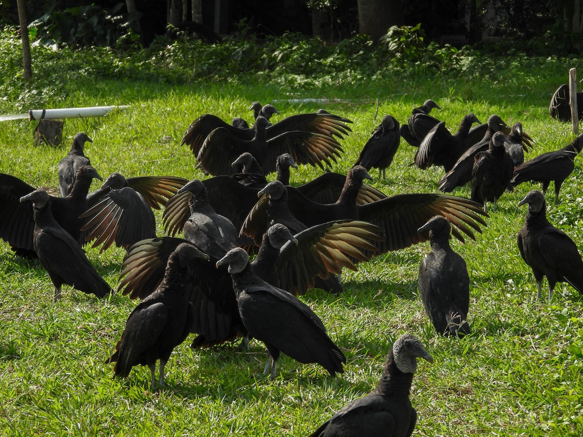 Black Vulture - ML641838280