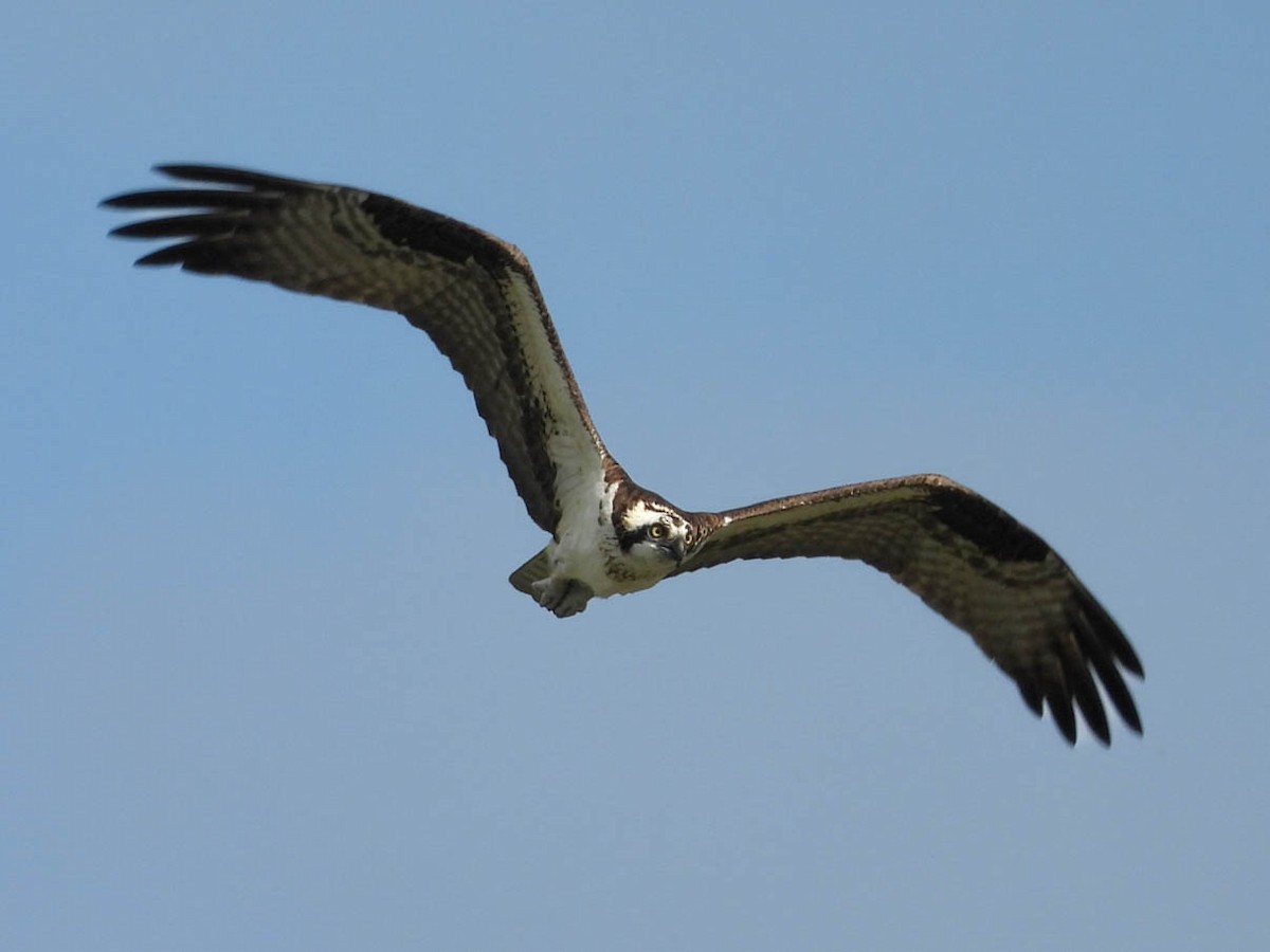 Osprey - ML641838287