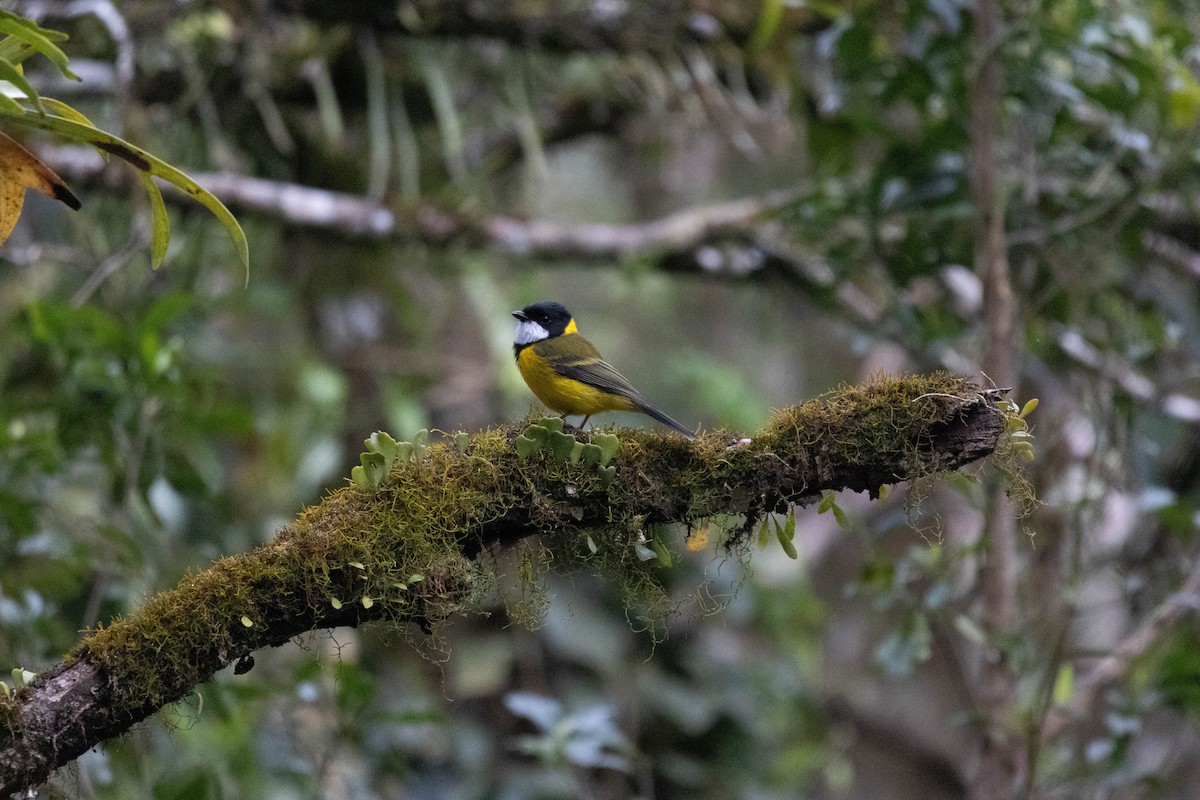 Golden Whistler (Eastern) - ML641838290