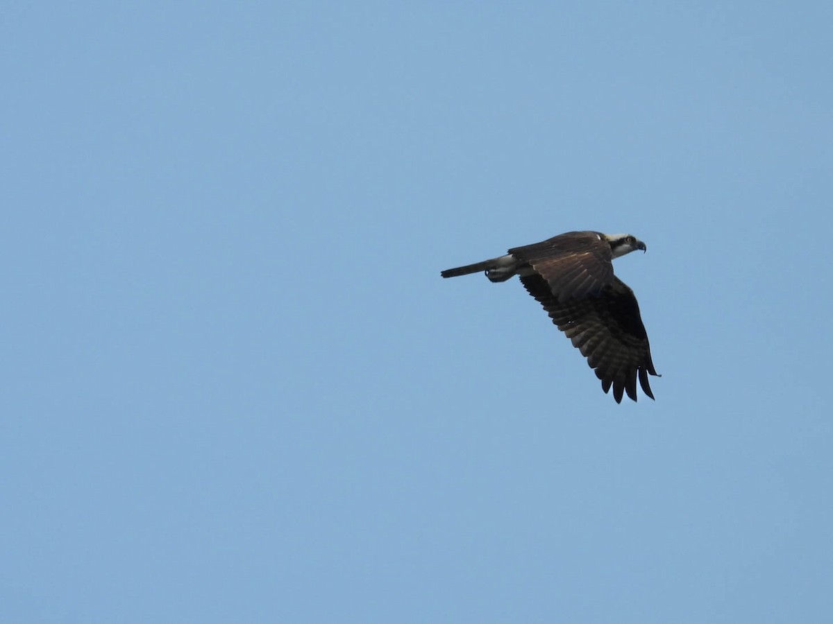 Osprey - ML641838292