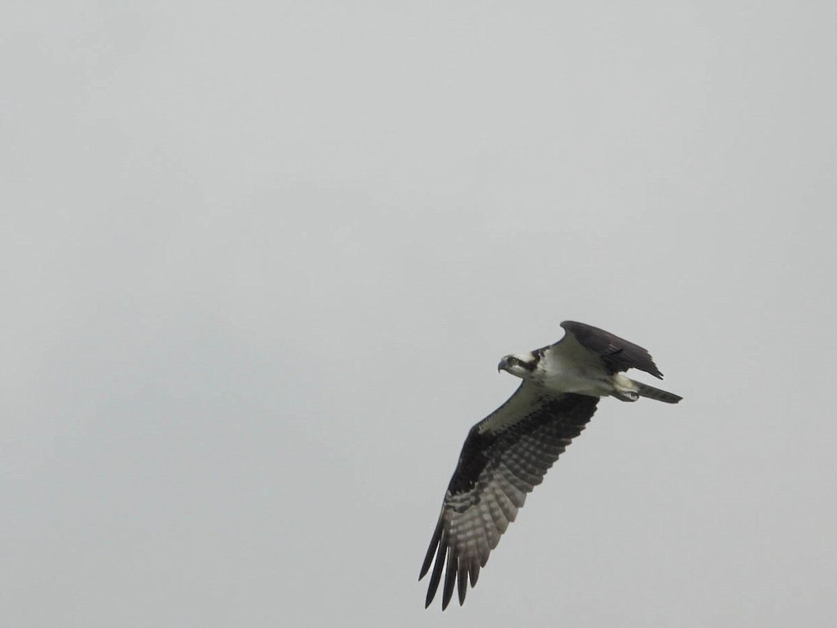 Osprey - ML641838296