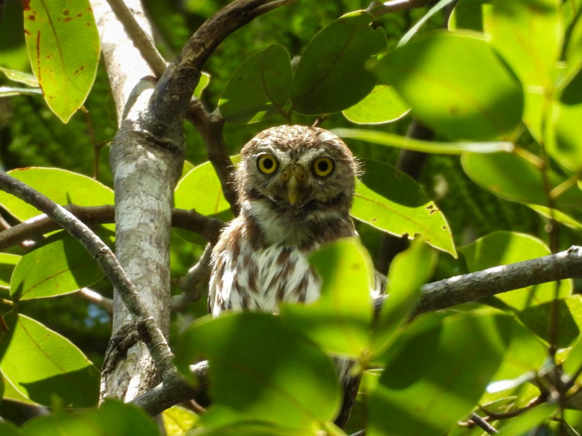 Ferruginous Pygmy-Owl - ML641838297