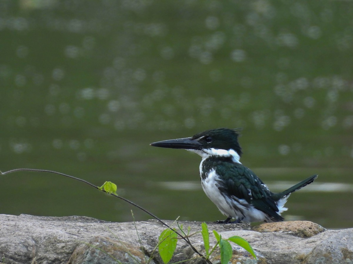 Amazon Kingfisher - ML641838304