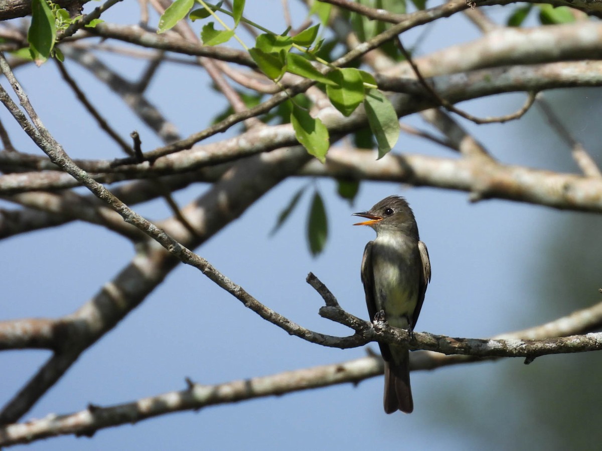 Eastern Wood-Pewee - ML641838308