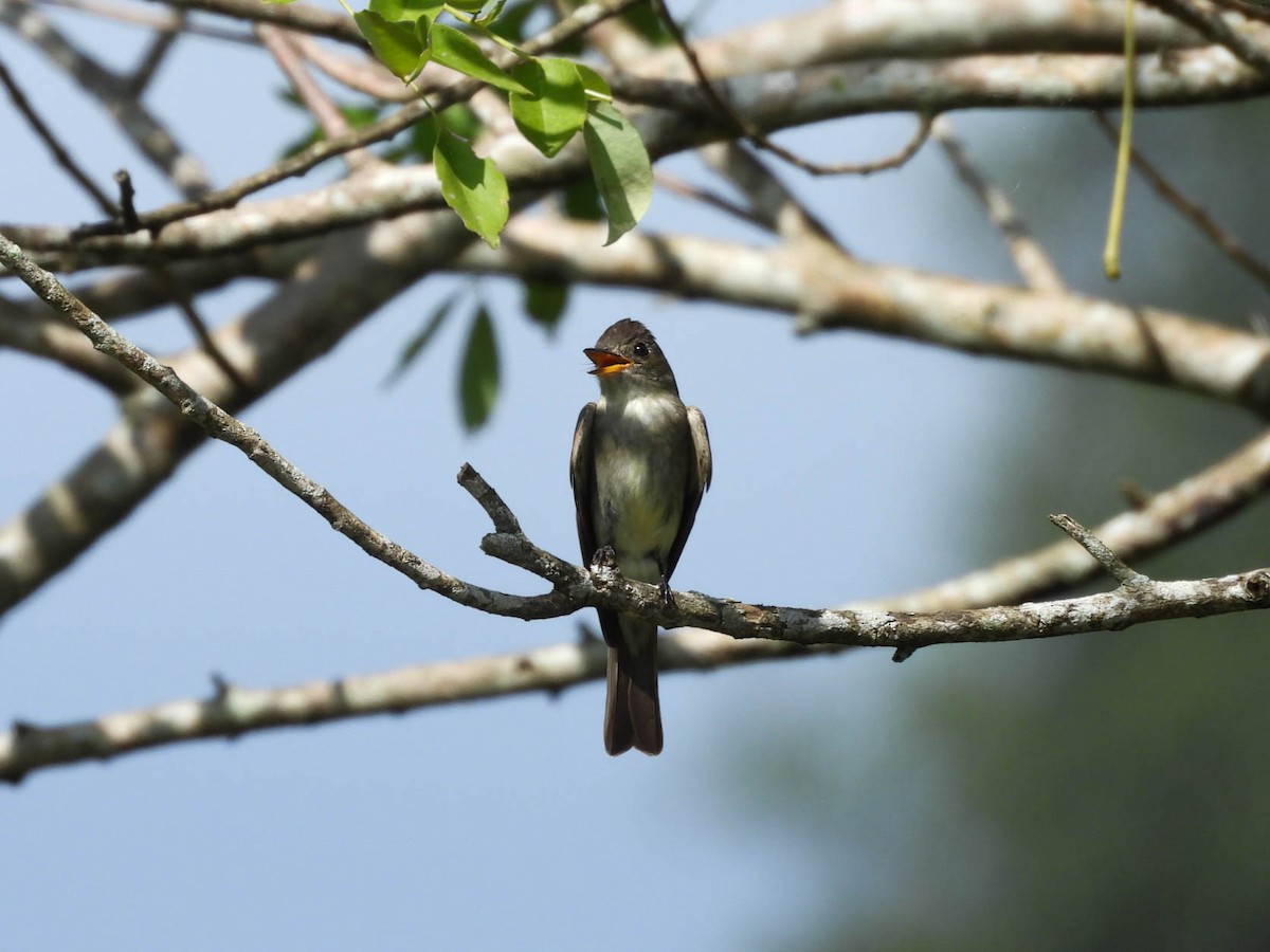 Eastern Wood-Pewee - ML641838309