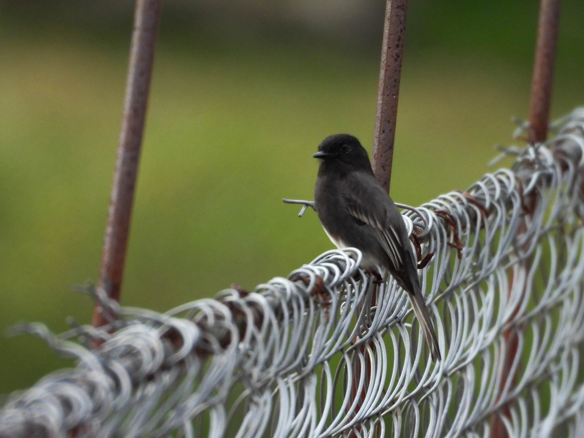 Black Phoebe (Northern) - ML641838311