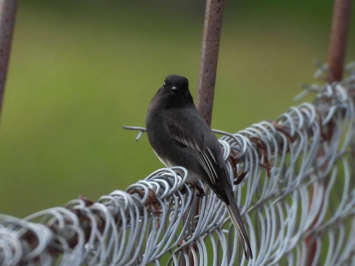 Black Phoebe (Northern) - ML641838312