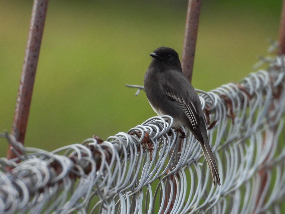 Black Phoebe (Northern) - ML641838313