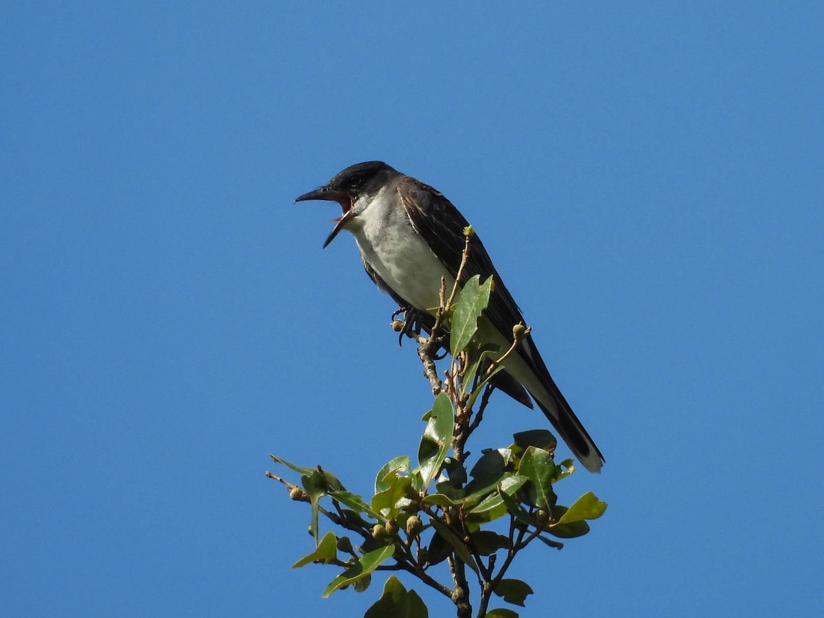 Eastern Kingbird - ML641838316
