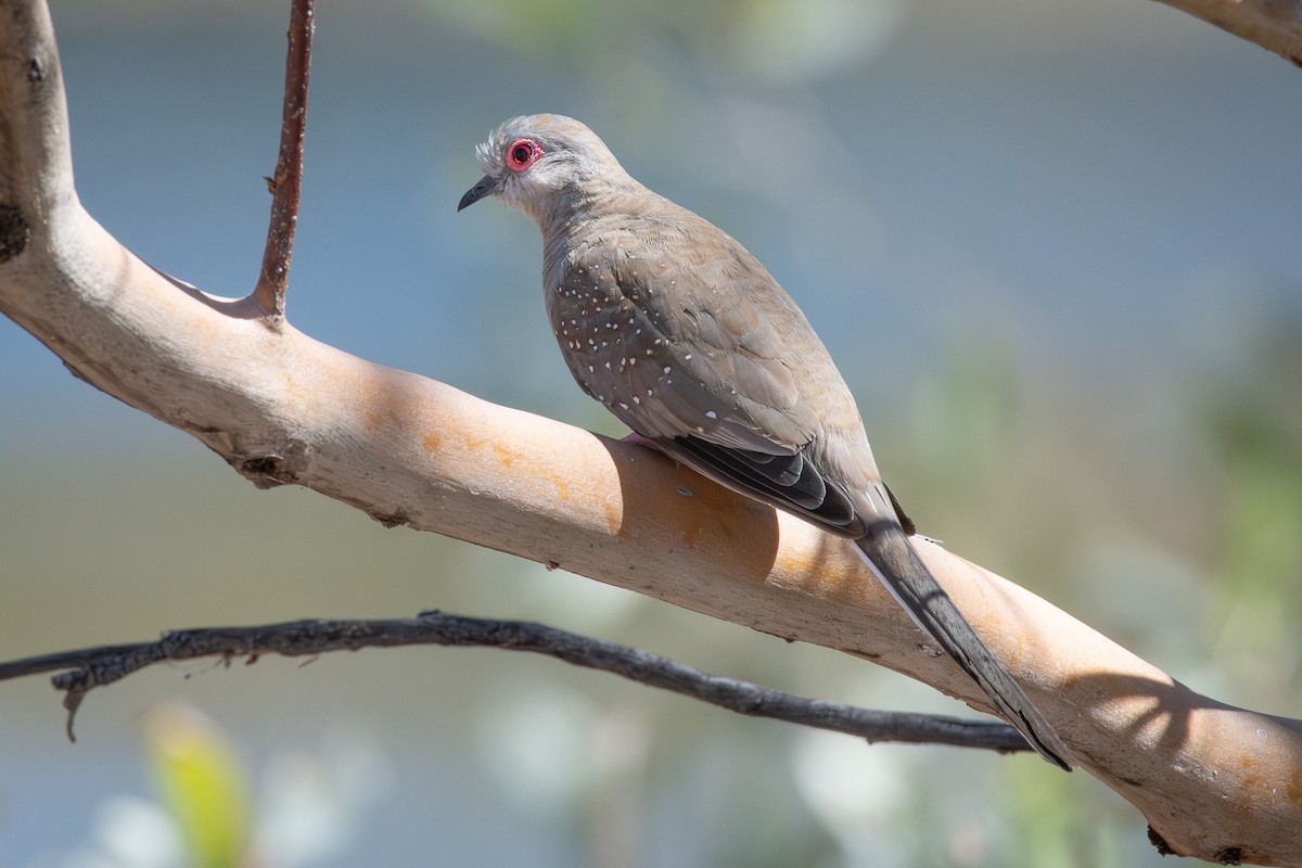 Diamond Dove - ML641838321