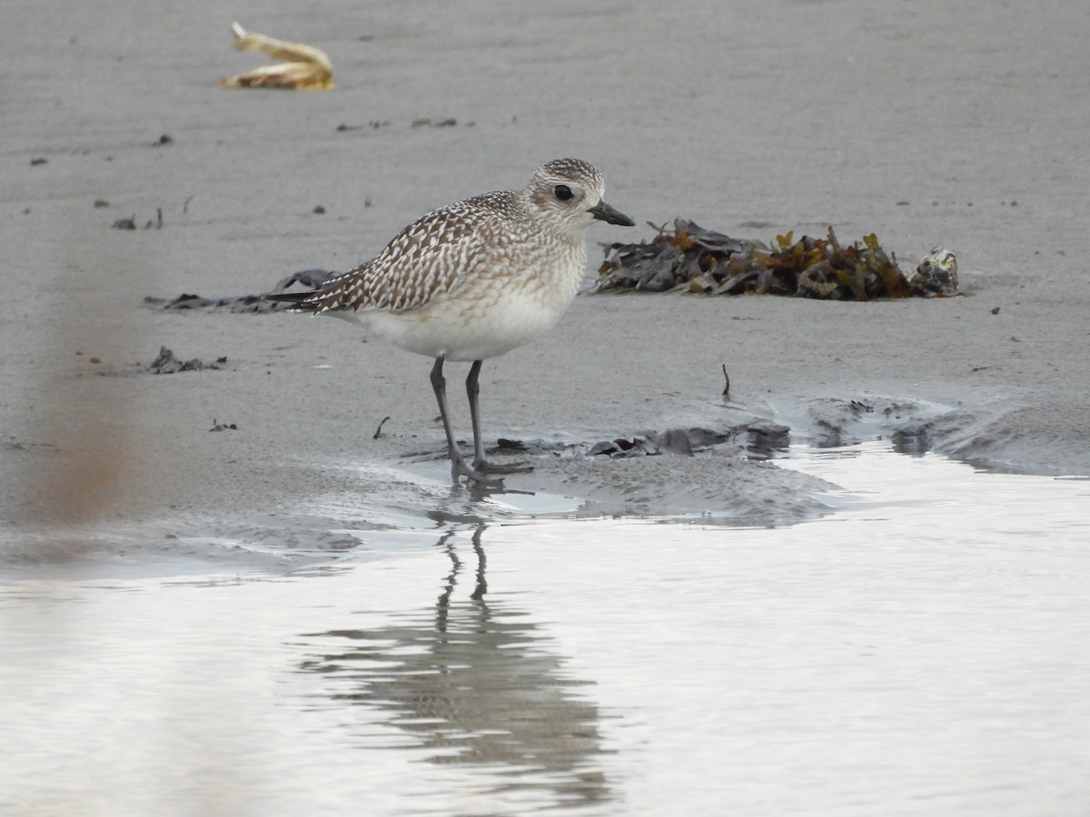 Black-bellied Plover - ML641838323