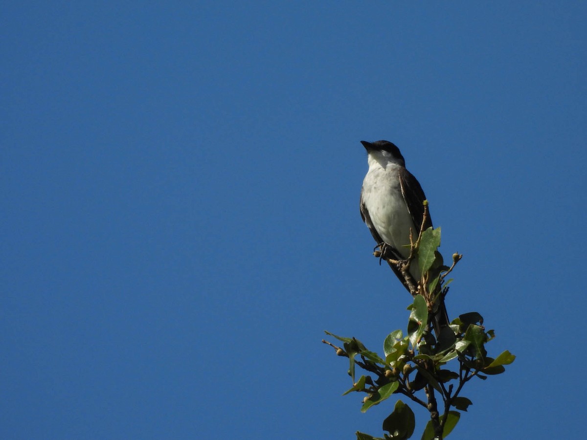 Eastern Kingbird - ML641838324