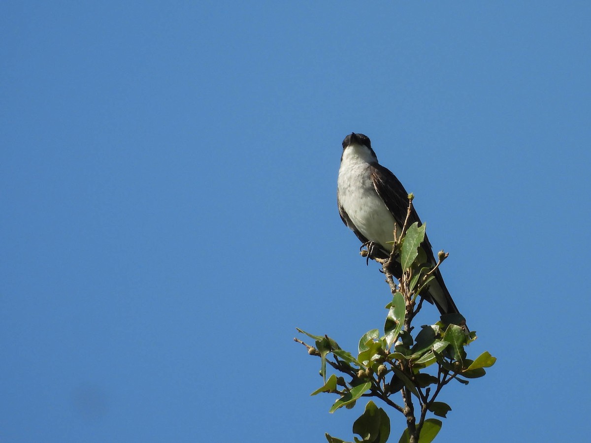 Eastern Kingbird - ML641838325