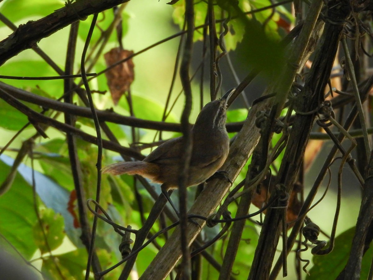 Cabanis's Wren - ML641838327